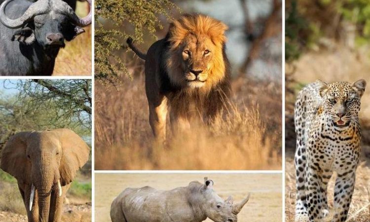 the big 5