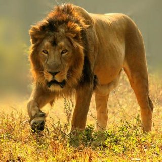Lion
