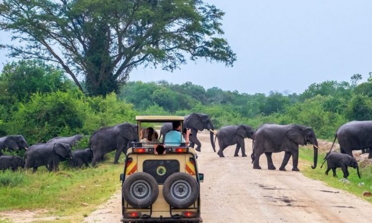 4 Days Queen Elizabeth National Park Safari