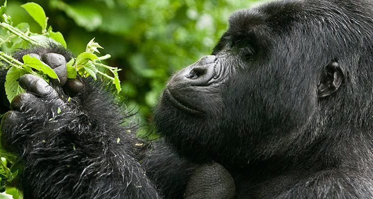 Bwindi Impenetrable National Park