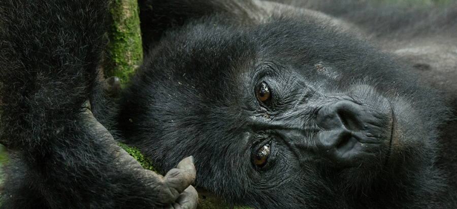 6 Days Nyungwe Chimpanzee and Gorilla trekking  Rwanda
