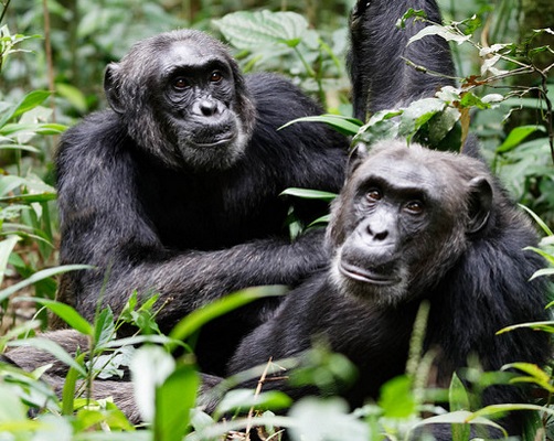 6 Days Chimpanzee and Gorilla Trekking Safari 