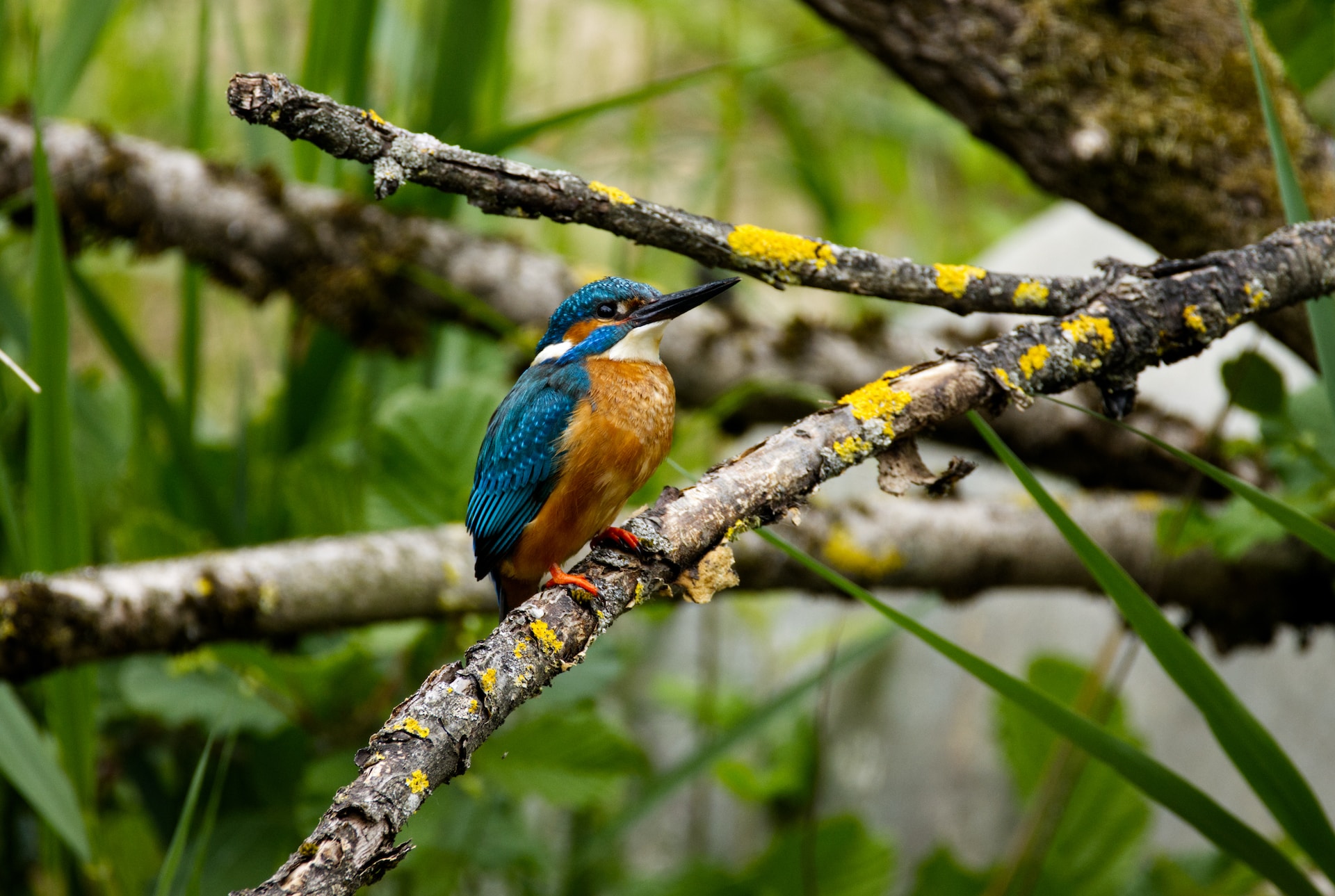 Kahuzi-Biega National Park
