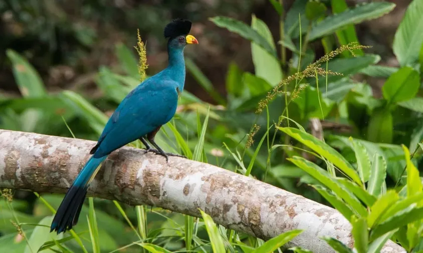 Kibale National Park