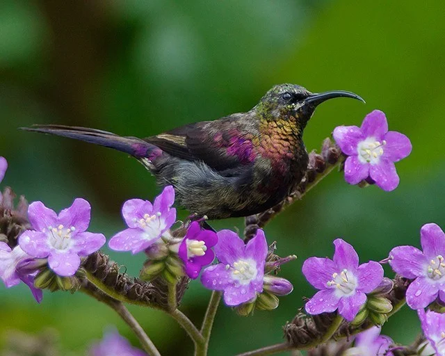 Mount Elgon National Park