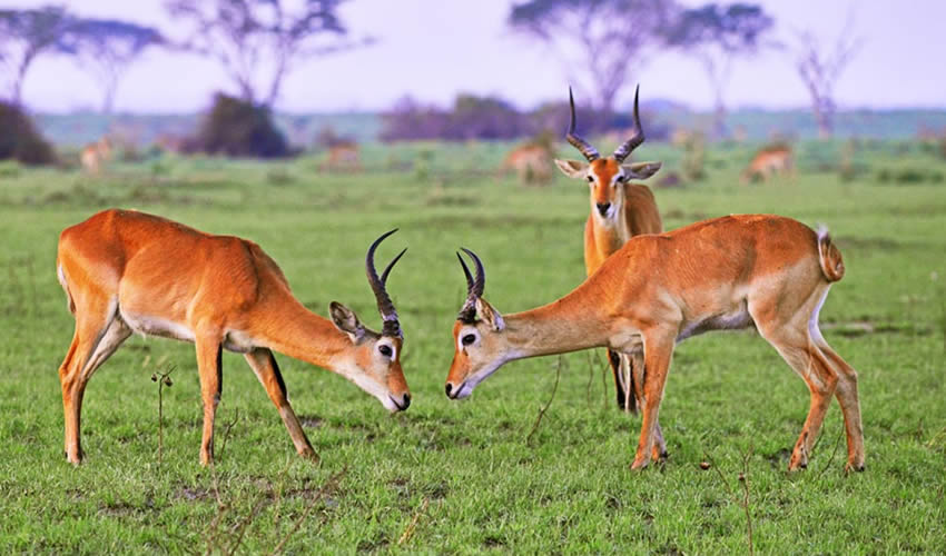 Kidepo Valley National Park