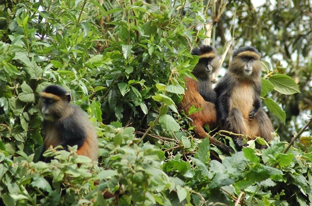 Golden monkey trekking.