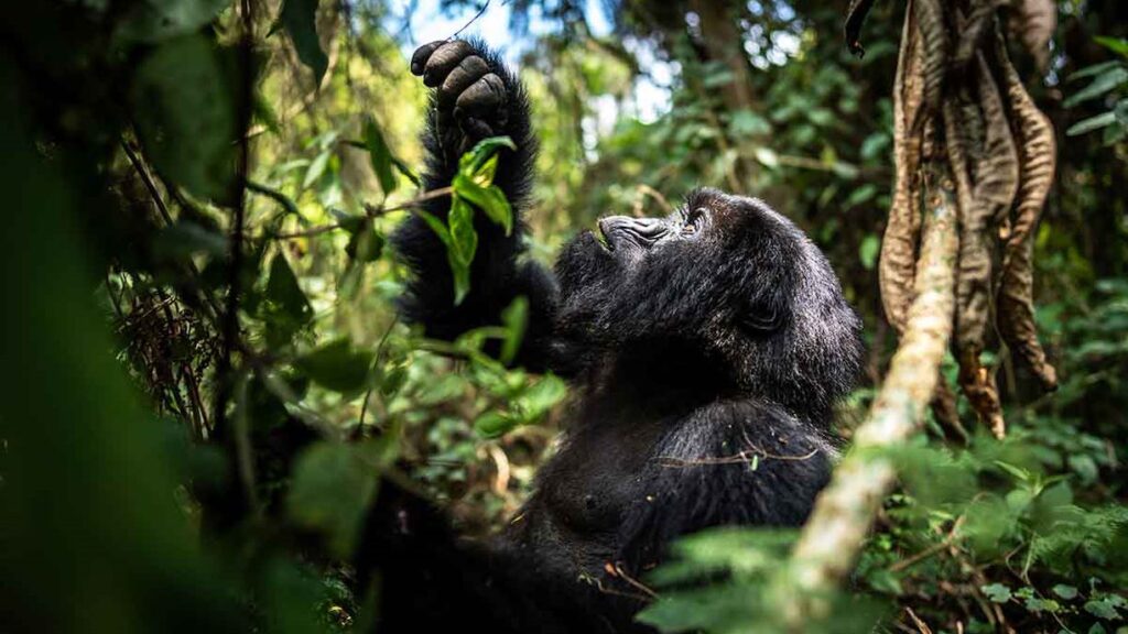 AKagera national park and Gorilla trekking in Rwanda