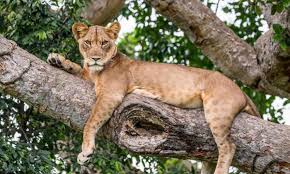 Queen Elizabeth national park