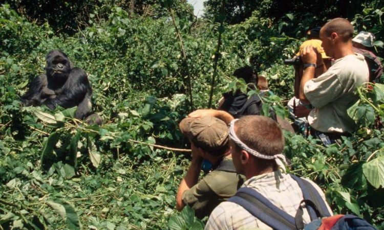 Gorilla-habituation