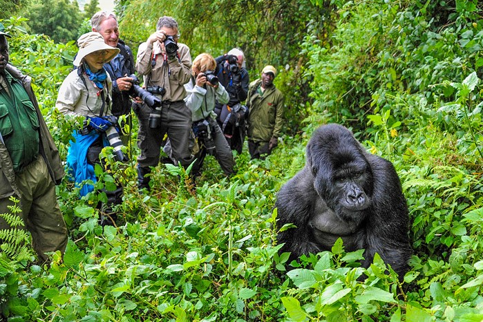 Gorilla-habituation