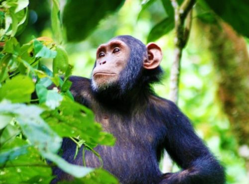 Chimpanzee Trekking in Uganda Chimpanzee Trekking in Uganda