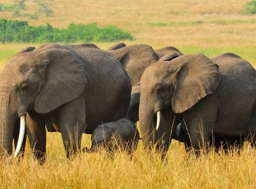 Queen-Elizabeth-National-Park-750x450 (3)