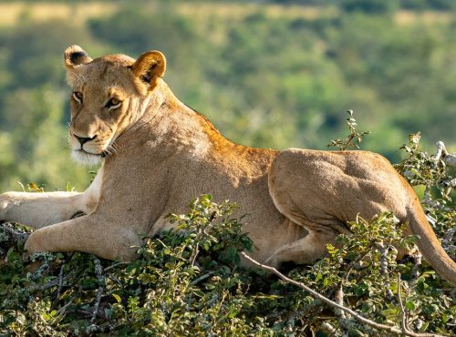 akagera-national-park-4