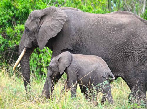 elephants-in-queen.jpg