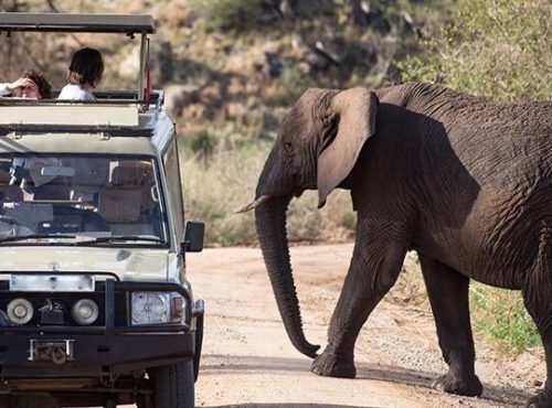 game-drive-safari-750×400-1.jpg game-drive-safari-750x400-1.jpg