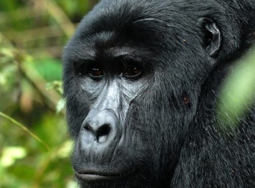 3 Days Gorilla Trekking Tour in Bwindi