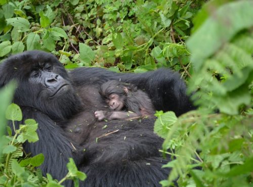 park-entry-fees-bwindi.jpg park-entry-fees-bwindi.jpg